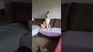 Irish Wolfhound sings the song of his people [upl. by Orr]