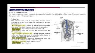 abdomen ct venography part 1 [upl. by Sremmus]