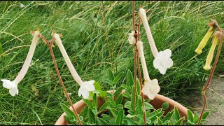 How I grow and bloom Sinningia tubiflora the fragrant hardy white Gloxinia in my garden in the UK [upl. by Ronnica]