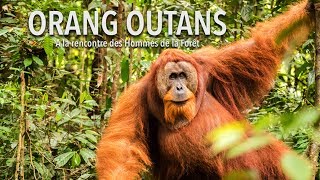 2 jours de trek à la rencontre des Orang Outans  Sumatra Indonésie [upl. by Retsae]