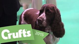 Best of Breed  Springer Spaniel and winners interview  Crufts 2015 [upl. by Haimes]