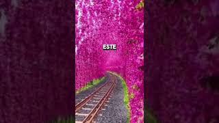 Sabías que tunel de flores de buganvilla en yuchi tiktok curiosidades sabiasque parati shorts [upl. by Lutim]