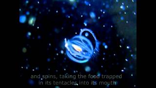 Sea Gooseberry Pleurobrachia bachia Feeding [upl. by Latsirhc]