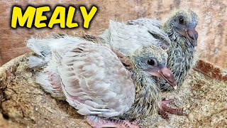 FINALLY A MEALY PIGEON [upl. by Ludewig]