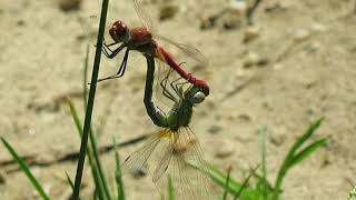 Acasalamento de libélulas Sympetrum fonscolombii [upl. by Reynard]