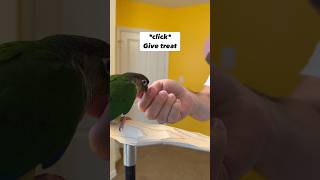 How to Introduce a Clicker to GreenCheek Conure – Bird Training parrot [upl. by Akeihsat413]