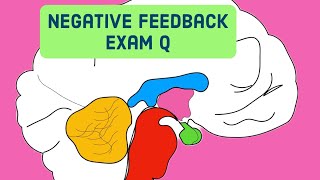 Negative Feedback amp Hormonal ResponseLeaving Cert Biology 2024 [upl. by Annairoc]