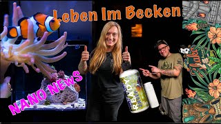 Anemonen Projekt Update Leben Kommt Ins Nano Meerwasser Aquarium Fauna Marin Ready 2 Reef [upl. by Branham]