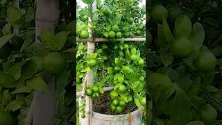 🌿How grow Lemon tree great idea to propagate Lemon tree by air layering using a Carrot🥕 lemontree [upl. by Buyers512]