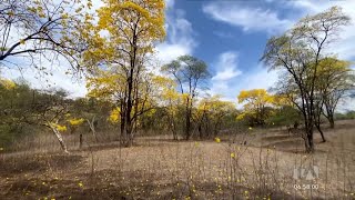 El hermoso fenómeno natural de florecimiento de los Guayacanes se vivió en Loja [upl. by Icats648]