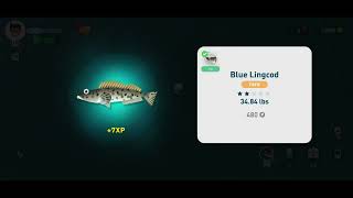 Blue Lingcod Location  Creatures of the Deep [upl. by Oakman203]