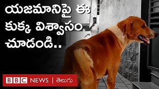 Dog 4 నెలల క్రితం చనిపోయిన తన యజమాని కోసం మార్చురీ దగ్గరే వేచి చూస్తున్న కుక్క  BBC Telugu [upl. by Lyndsie]