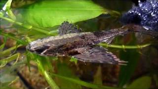 African butterfly fish [upl. by Nnylsia463]