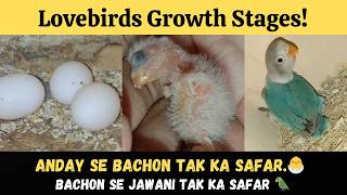 Lovebirds Growth Stages  From Eggs To Chicks  From Chicks To Adults Lovebird Lifecycle  Embryo [upl. by Yerok]