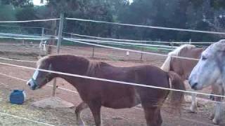 ibiza horses y finca can pujolet el burro y la pony [upl. by Irby377]