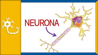 NEURONAS  histología partes funciones y clasificación  Ep 1 [upl. by Layla]