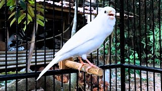 Waterslager Canary Singing Training [upl. by Montano]