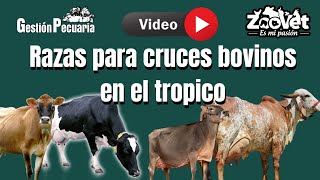 Razas bovinas para cruces en el trópico bajo [upl. by Karp]