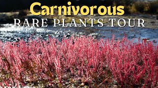 Rare Carnivorous Plants of the Cape Mountains [upl. by Kcirderfla]