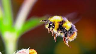 Flight Of The Bumblebee Piano  Ringtone for Android  Classical Music Ringtones [upl. by Alyat]