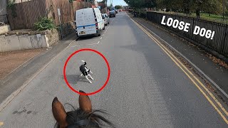 LOOSE DOGS amp CLOSE CALLS  GOPRO HACK  THATOLLIEPONY [upl. by Airitak]