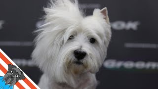 Westie grooming guide  My favourite dog [upl. by Sayer]