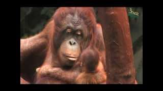 Baby OrangUtan im Zoo Krefeld geboren [upl. by Mckale235]