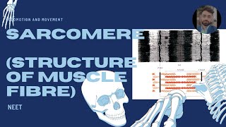 Structure of muscle fibre myofibril sarcomere neetug [upl. by Eicaj]