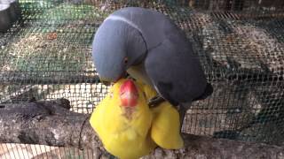 pair of Indian ringneck parrots get ready for mating season [upl. by Nihsfa]