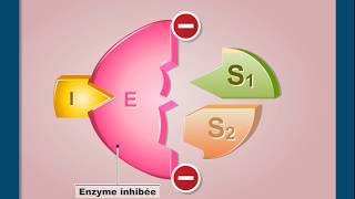 Questce que linhibition non compétitive dune enzyme [upl. by Tila273]