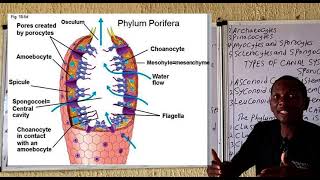 Phylum Porifera [upl. by Corine]