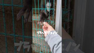 いっかい匂い嗅ぐ【福知山市動物園】ブラッザグエノン shorts monkey 猿 [upl. by Dnalor71]