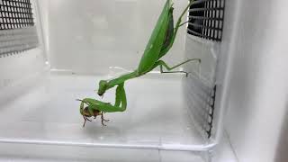 Perfect defence of bombardier beetles against praying mantises／ミイデラゴミムシは「オナラ」で必ずカマキリの捕食から逃れる [upl. by Acinnod318]