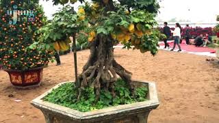 Bonsai Belimbing Berbuah Lebat  Averrhoa Carambola Bonsai [upl. by Airyk]