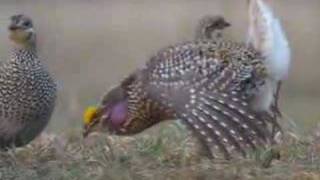 Sharptail Grouse Dancing [upl. by Dehnel]