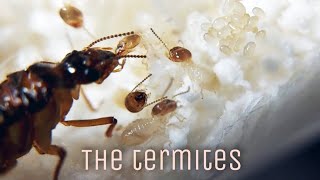 MY TERMITE COLONIES  Macrotermes sp amp Coptotermes sp  How to Keep Termite Colony  Isoptera [upl. by Madella]