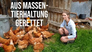 Der Massenstall des Grauens😢Neues Leben auf dem Hof🐔Legehühner vor dem Schlachter gerettet​​🔪​ [upl. by Irami]