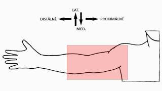 Sulcus bicipitalis medialis et lateralis hiatus basilicus HD [upl. by Schenck]