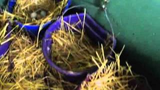 deep chicken bedding with christmas trees in the chicken coop [upl. by Garnet]