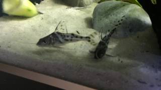 Pictus catfish [upl. by Cantone312]