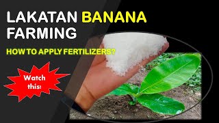 How to Apply Fertilizers to Bananas？ Lakatan Banana Farming [upl. by Siravat230]