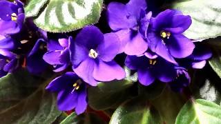 Large beautiful African Violet saintpaulias plant  stunning purple flowers and lush green Leaves [upl. by Deanne]