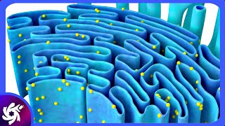 Endoplasmic Reticulum in 3 Minutes  Structure and functions [upl. by Lionel]