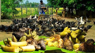 Process of Raising Muscovy Ducks For Eggs And Duckling  Amazing Muscovy Ducks Farm [upl. by Laurice]