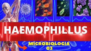 HAEMOPHILUS  MICROBIOLOGIA BACTÉRIAS PATOGÊNICAS [upl. by Eversole]