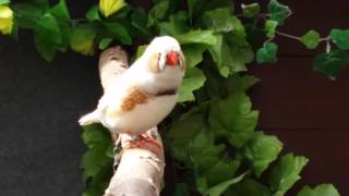 Zebra Finch quotSing Offquot [upl. by Gualtiero]