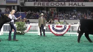 2012 NAILE Junior Angus Show Results [upl. by Beaner]