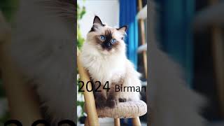 2024 birman and 5000bce birman animals birman trending [upl. by Akira201]