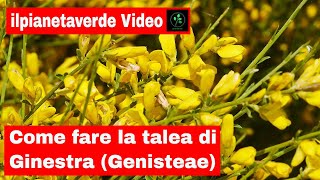 Come riprodurre con la talea la Ginestra  Genisteae [upl. by Dilaw]