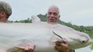 Mekong Giant Catfish  River Monsters [upl. by Bodnar]